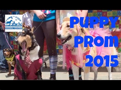 Puppy Prom: Adopted dogs dressed to the nines at Helen Woodward celebration